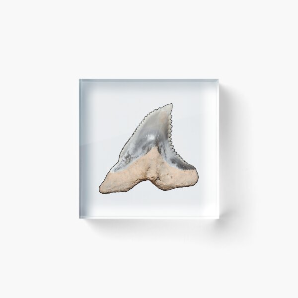 Item preview, Snaggletooth Shark Tooth Hemipristis Serra (Black Border) designed and sold by shguisn.