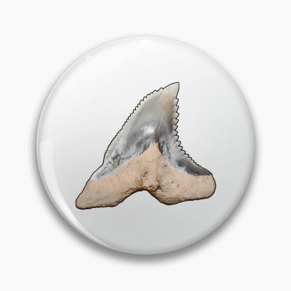 Item preview, Snaggletooth Shark Tooth Hemipristis Serra (Black Border) designed and sold by shguisn.