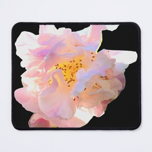 Item preview, Luminous Pastel Pink Camellia Blossom Botanical Cutout designed and sold by BalkanBloom.