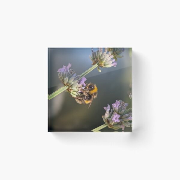 Item preview, Bee happy  designed and sold by Fiore.di.cactus.