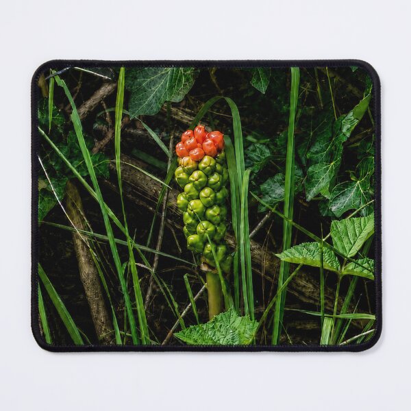 Item preview, The Quiet Discovery of Oostkapelle designed and sold by alexanderVision.