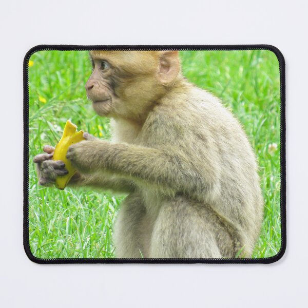 Item preview, Monkey Eating designed and sold by MattsPhotos93.
