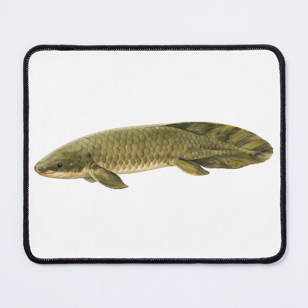 Item preview, Queensland Lungfish Watercolour — Living Fossil designed and sold by Jaruart.