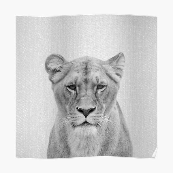 Poster Baby Lion Noir Blanc Par Galdesign Redbubble