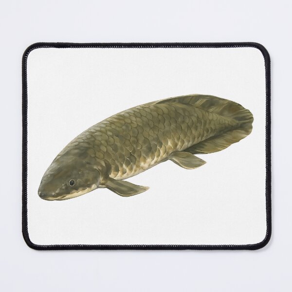 Item preview, Queensland Lungfish — Painted Native River Fish designed and sold by Jaruart.
