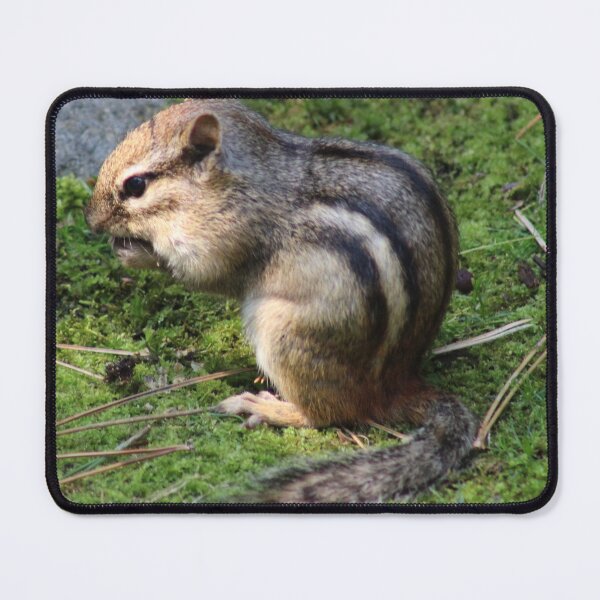 Item preview, Chipmunk Munching designed and sold by Edward G's Photographies.