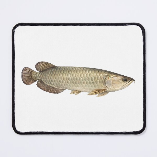 Item preview, Saratoga Watercolour — Australian Freshwater Fish designed and sold by Jaruart.