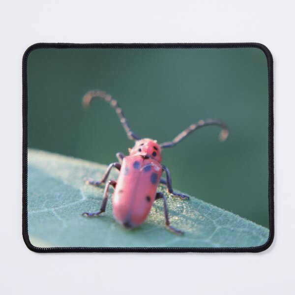 Item preview, Red Milkweed Longhorn Beetle Contemplating designed and sold by Edward G's Photographies.