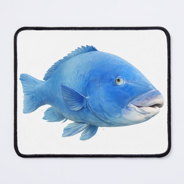 Item preview, Blue Groper — Painted NSW Reef Fish designed and sold by Jaruart.