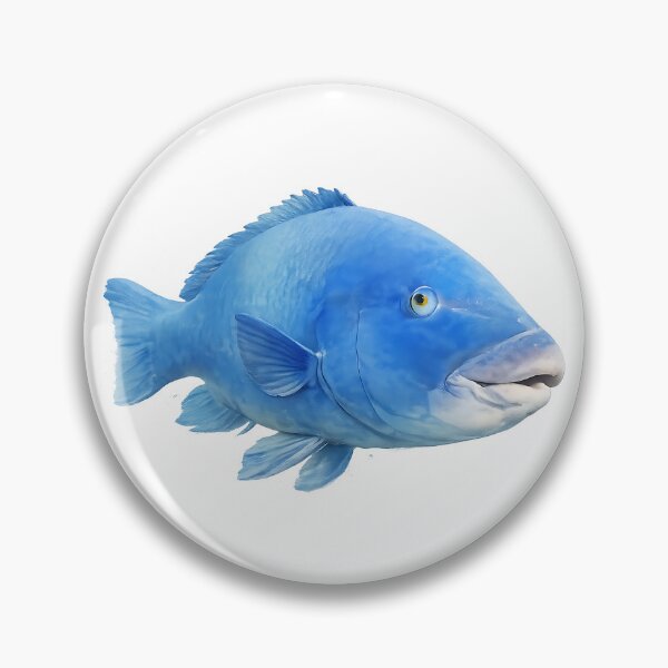 Item preview, Blue Groper — Painted NSW Reef Fish designed and sold by Jaruart.