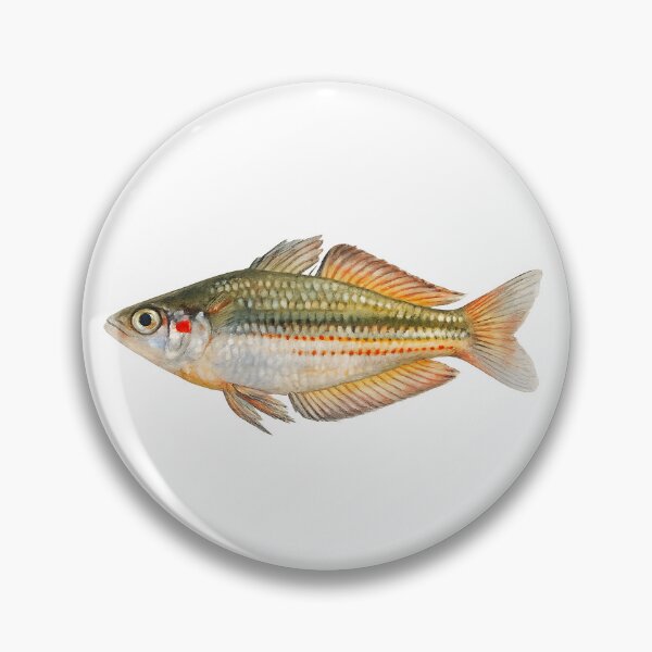 Item preview, Crimson-spotted Rainbowfish Watercolour — Native Fish designed and sold by Jaruart.