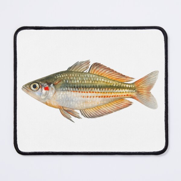 Item preview, Crimson-spotted Rainbowfish Watercolour — Native Fish designed and sold by Jaruart.
