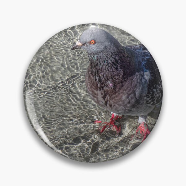 Item preview, Pigeon Wading in Shallow Water Feature designed and sold by Gerda Grice Photography.