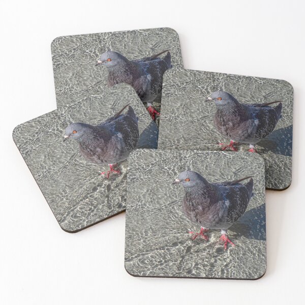 Item preview, Pigeon Wading in Shallow Water Feature designed and sold by Gerda Grice Photography.