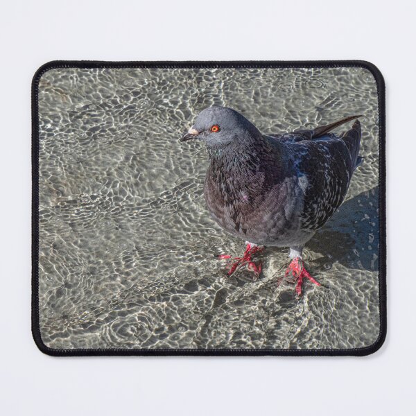 Item preview, Pigeon Wading in Shallow Water Feature designed and sold by Gerda Grice Photography.