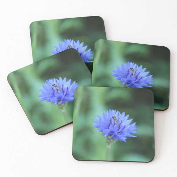 Item preview, Blue cornflower & ovherfly - Botanical macro nature photography designed and sold by Cha-s-lens.