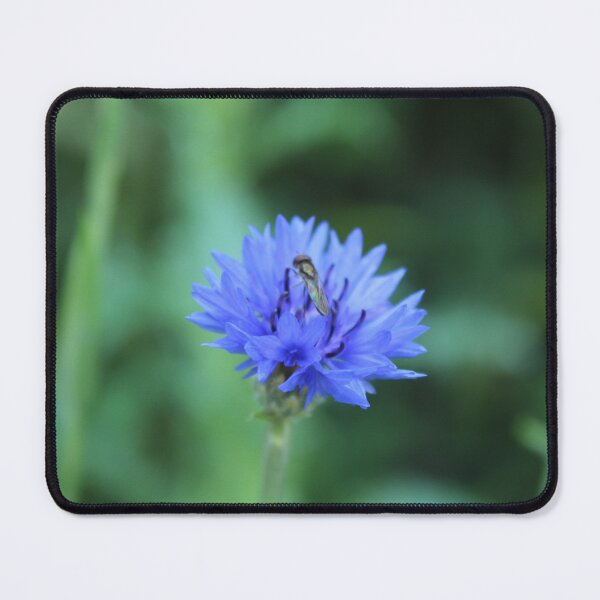 Item preview, Blue cornflower & ovherfly - Botanical macro nature photography designed and sold by Cha-s-lens.