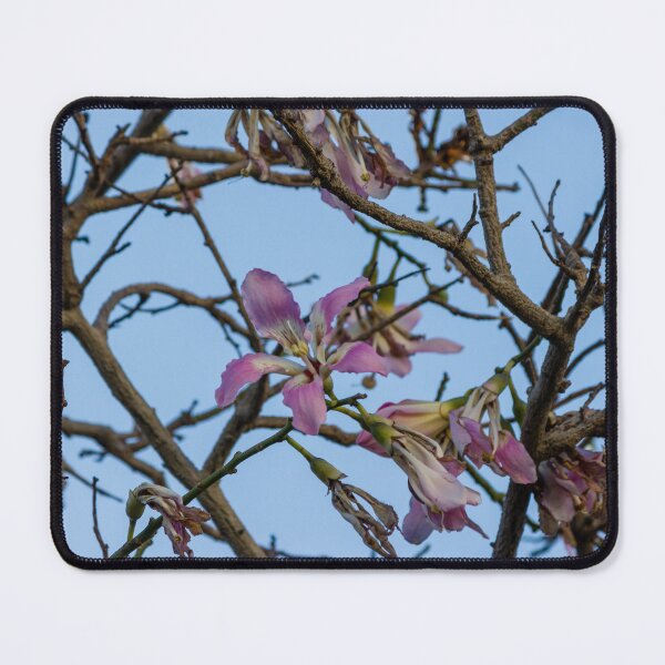 Item preview, Pink Blossoms on Bare Tree Branches Against Clear Blue Sky in Early Spring Morning designed and sold by Nmallia.
