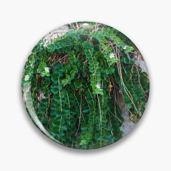 Item preview, Green Hanging Creeping Plant With Round Leaves And Small White Flowers Cascading Over Rustic Stone Wall designed and sold by Nmallia.