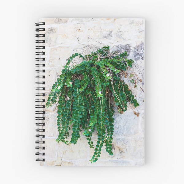 Item preview, Green Hanging Creeping Plant With Round Leaves And Small White Flowers Cascading Over Rustic Stone Wall designed and sold by Nmallia.