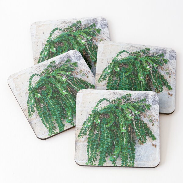 Item preview, Green Hanging Creeping Plant With Round Leaves And Small White Flowers Cascading Over Rustic Stone Wall designed and sold by Nmallia.