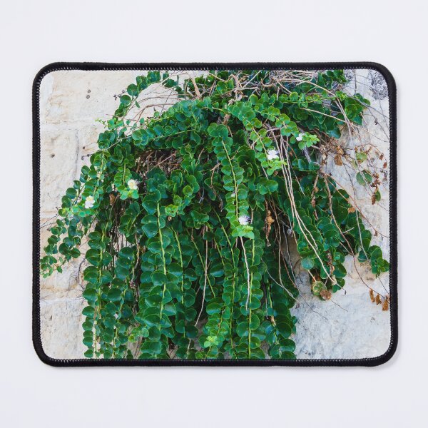Item preview, Green Hanging Creeping Plant With Round Leaves And Small White Flowers Cascading Over Rustic Stone Wall designed and sold by Nmallia.