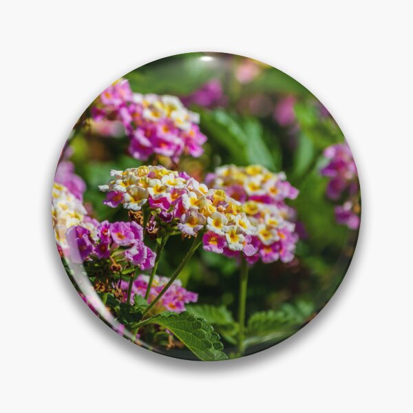 Item preview, Pink and Yellow Lantana Flowers Close-Up in Sunlit Garden With Clustered Blooms and Green Foliage designed and sold by Nmallia.