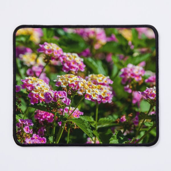 Item preview, Pink and Yellow Lantana Flowers Close-Up in Sunlit Garden With Clustered Blooms and Green Foliage designed and sold by Nmallia.