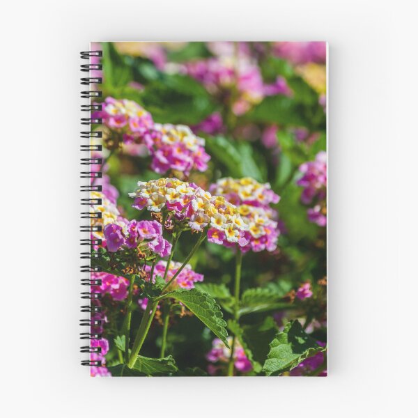 Item preview, Pink and Yellow Lantana Flowers Close-Up in Sunlit Garden With Clustered Blooms and Green Foliage designed and sold by Nmallia.