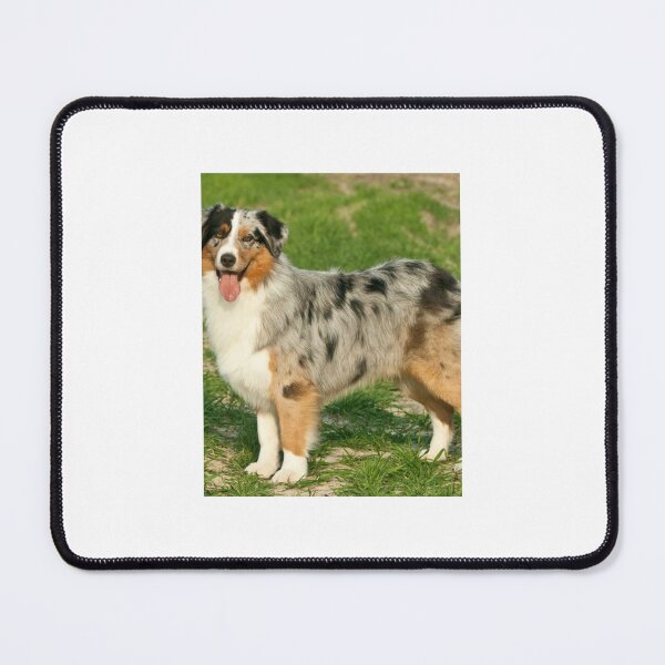 Item preview, Blue Merle Australian Shepherd designed and sold by FawnPurpleHeart.