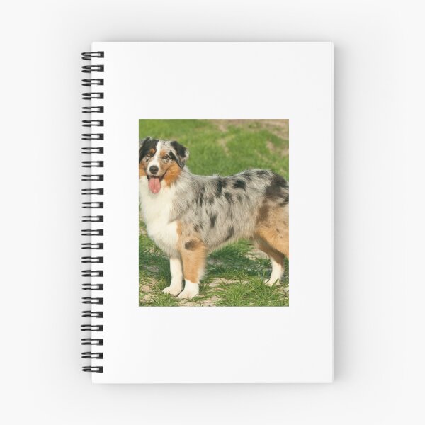 Item preview, Blue Merle Australian Shepherd designed and sold by FawnPurpleHeart.