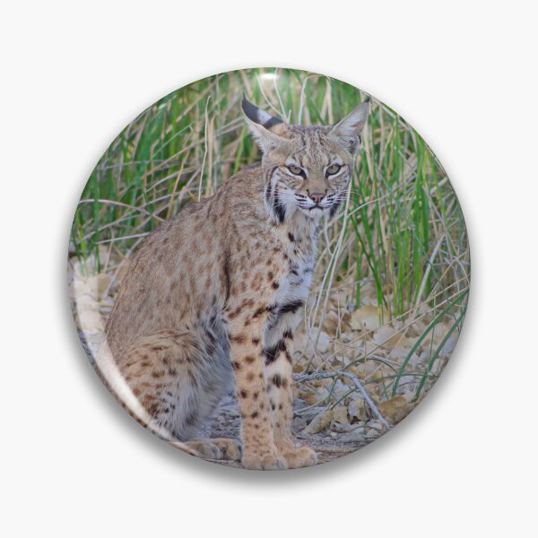 Item preview, Cool Looking Bobcat designed and sold by simonjayphotos.