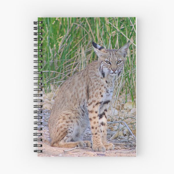 Item preview, Cool Looking Bobcat designed and sold by simonjayphotos.