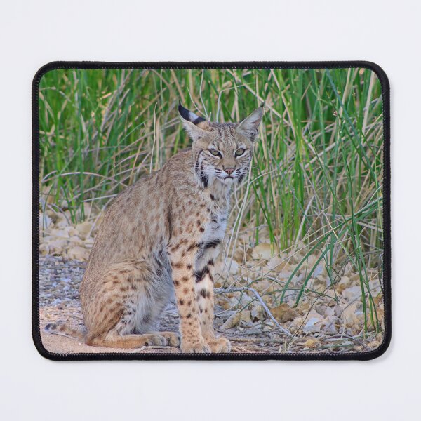Item preview, Cool Looking Bobcat designed and sold by simonjayphotos.
