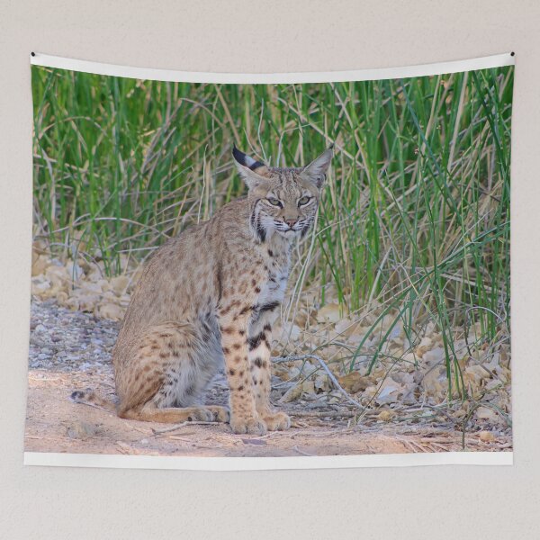 Artikelvorschau, Cool aussehender Luchs entworfen und verkauft von simonjayphotos.