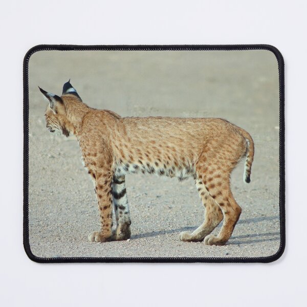 Item preview, Amazing Looking Bobcat designed and sold by simonjayphotos.