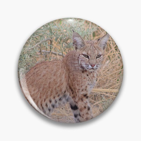 Item preview, Gorgeous Bobcat designed and sold by simonjayphotos.