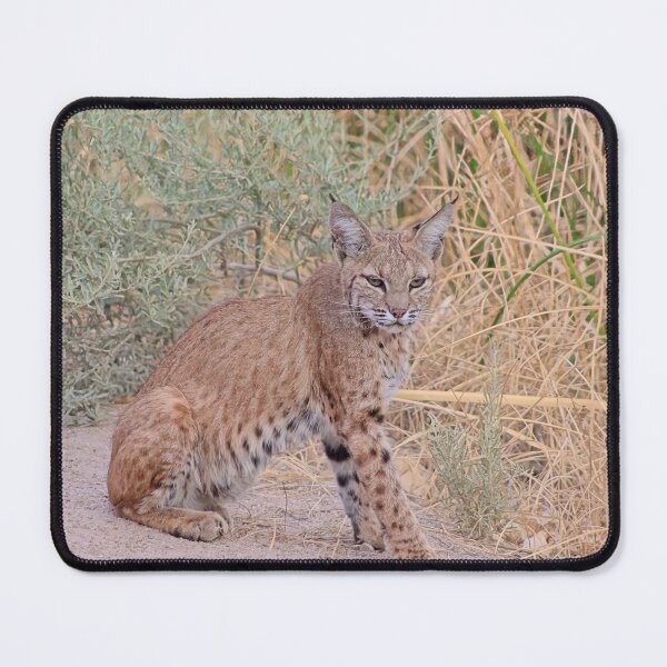 Item preview, Gorgeous Bobcat designed and sold by simonjayphotos.
