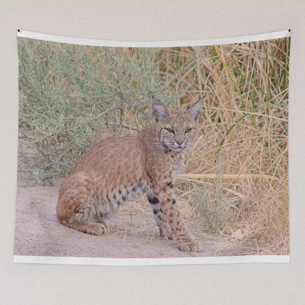 Artikelvorschau, Wunderschöner Luchs entworfen und verkauft von simonjayphotos.