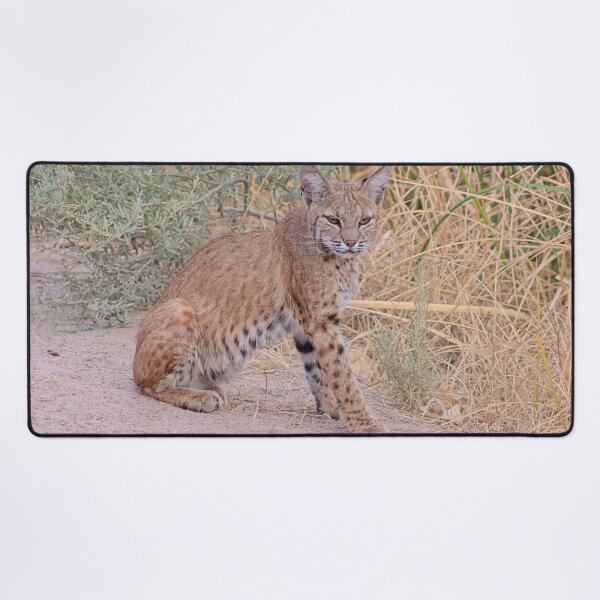 Item preview, Gorgeous Bobcat designed and sold by simonjayphotos.