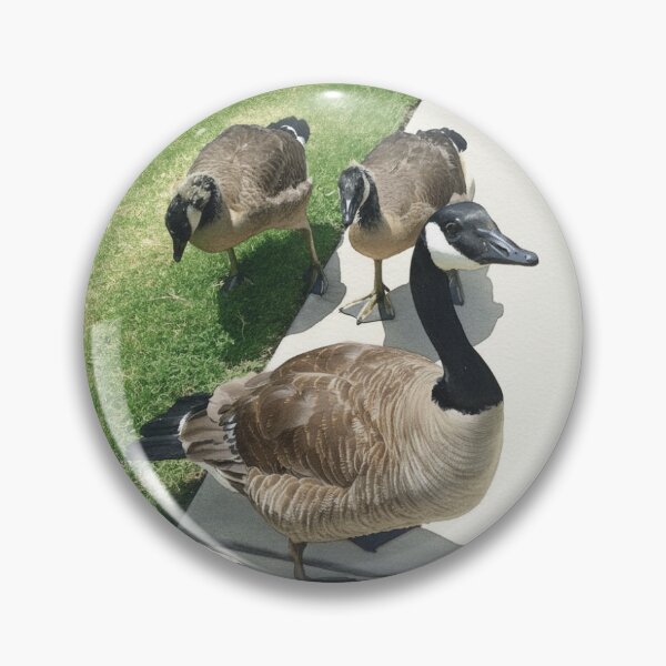 Item preview, Cool Toned Canada Geese Sidewalk Photography designed and sold by KaleChub.
