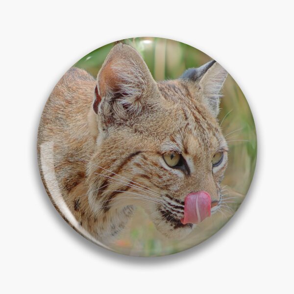 Artikelvorschau, Luchs-Zunge raus entworfen und verkauft von simonjayphotos.