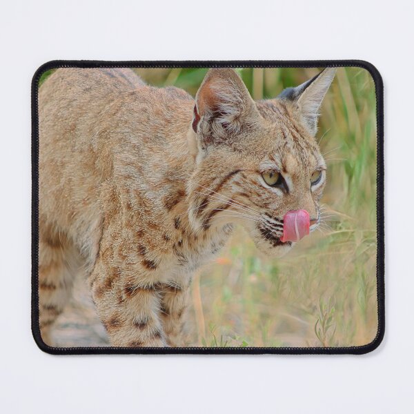 Item preview, Bobcat Tongue Out designed and sold by simonjayphotos.