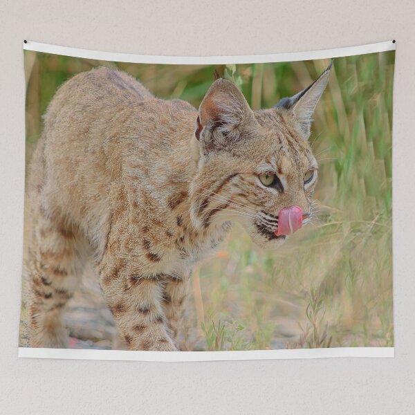 Artikelvorschau, Luchs-Zunge raus entworfen und verkauft von simonjayphotos.