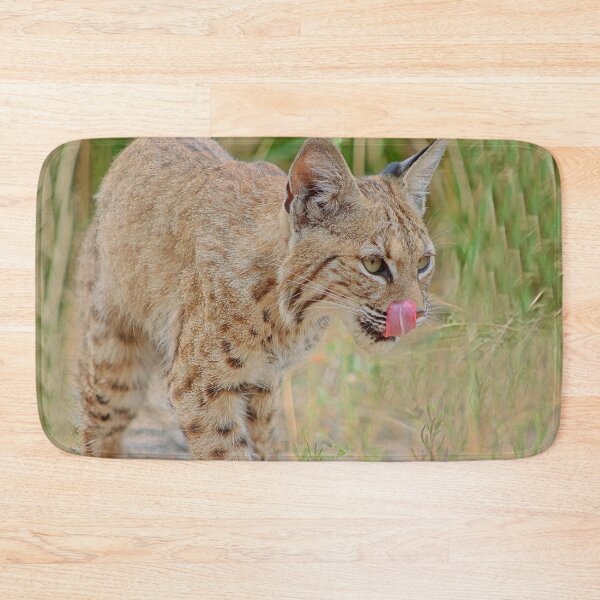 Item preview, Bobcat Tongue Out designed and sold by simonjayphotos.