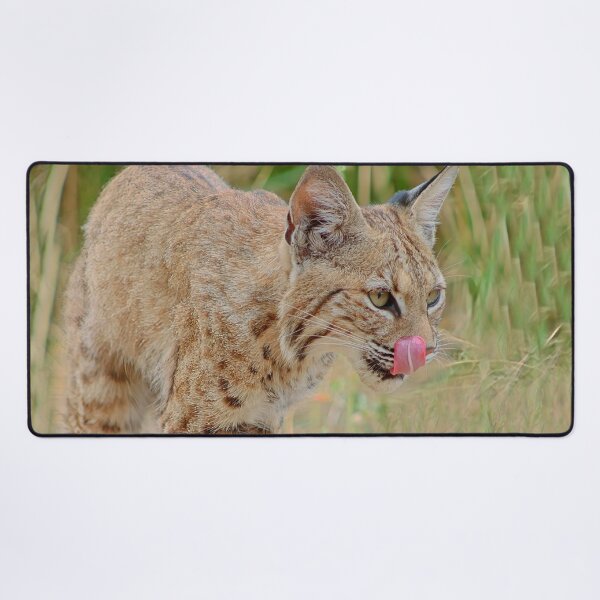 Item preview, Bobcat Tongue Out designed and sold by simonjayphotos.