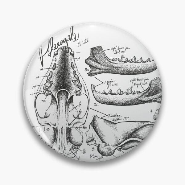 Item preview, Palaeogale Anatomy designed and sold by GeoSplore.