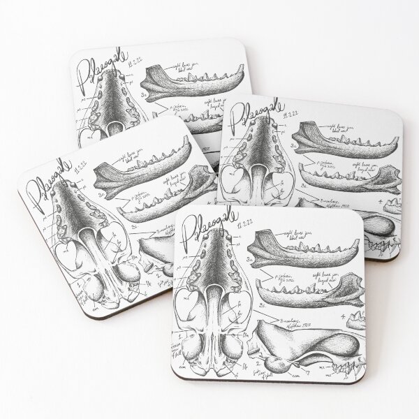 Item preview, Palaeogale Anatomy designed and sold by GeoSplore.