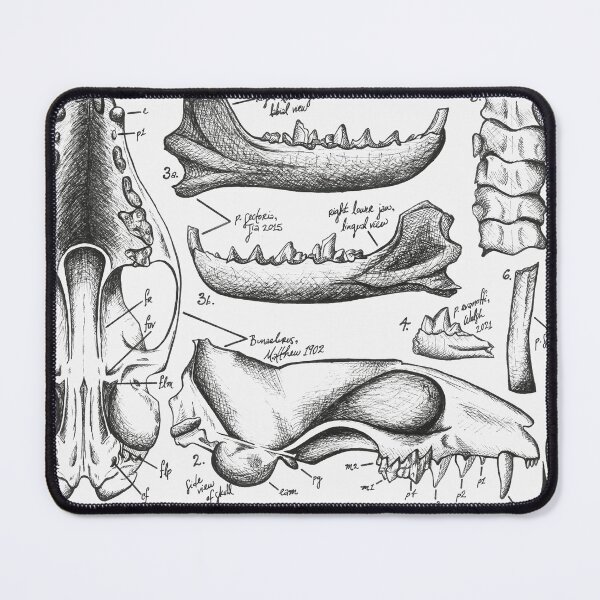 Item preview, Palaeogale Anatomy designed and sold by GeoSplore.