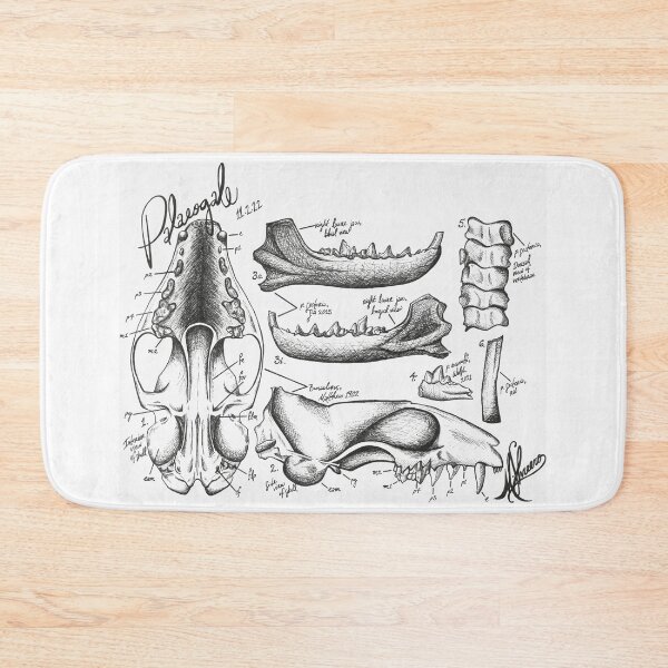 Item preview, Palaeogale Anatomy designed and sold by GeoSplore.